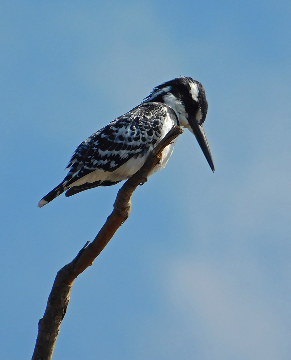 Daughters Photos Pied Kingfisher